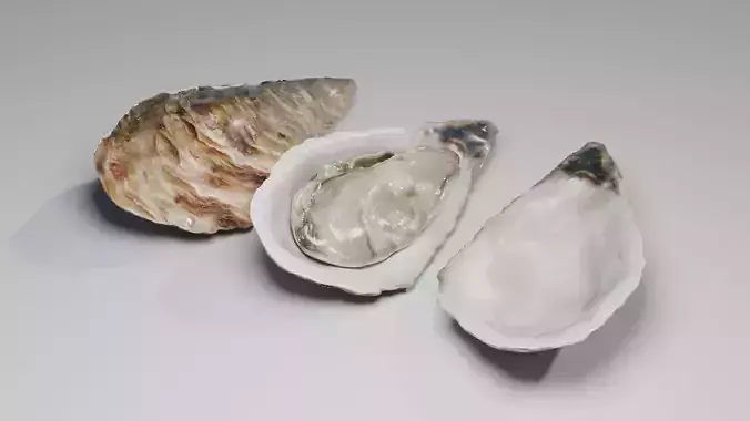 Oyster 3D model