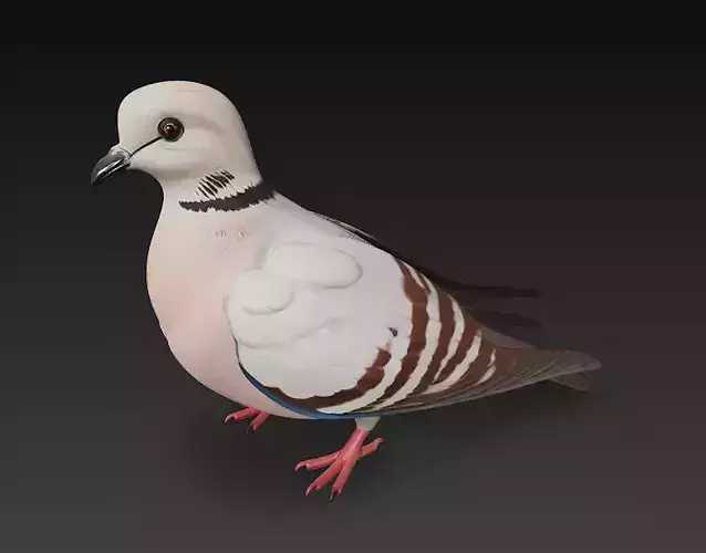 Dove Realistic 3D Model Basic - Low Poly Realistic