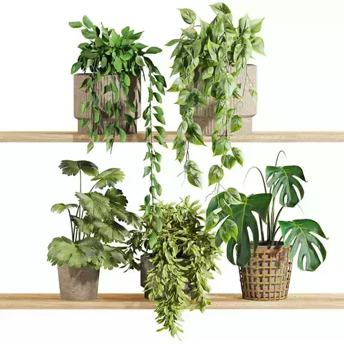 hanging Plants Set