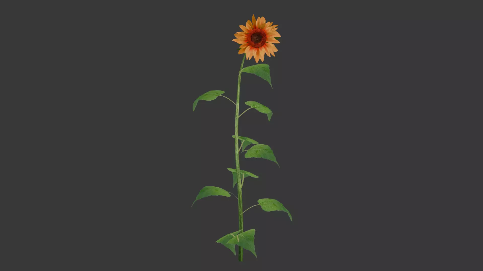Sunflower Free 3D model