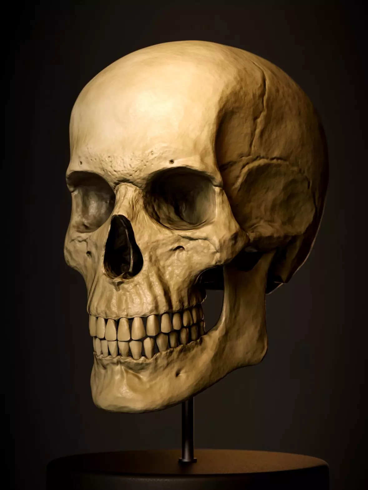 Realistic Male Skull 3D Model Free 3D model_0