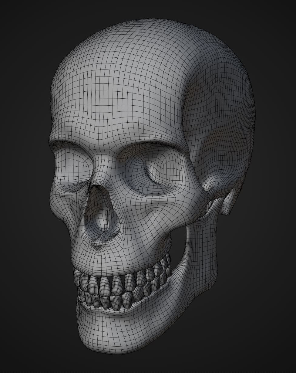 Realistic Male Skull 3D Model Free 3D model_2