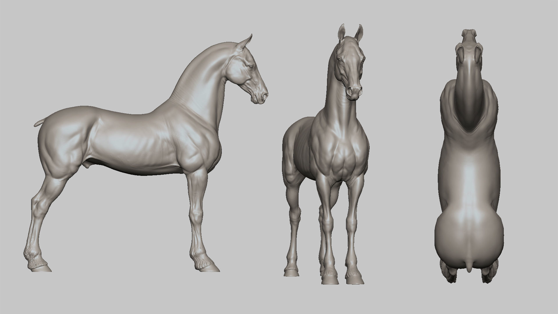 4 Horses   I  TPose 3D Model Collection_8
