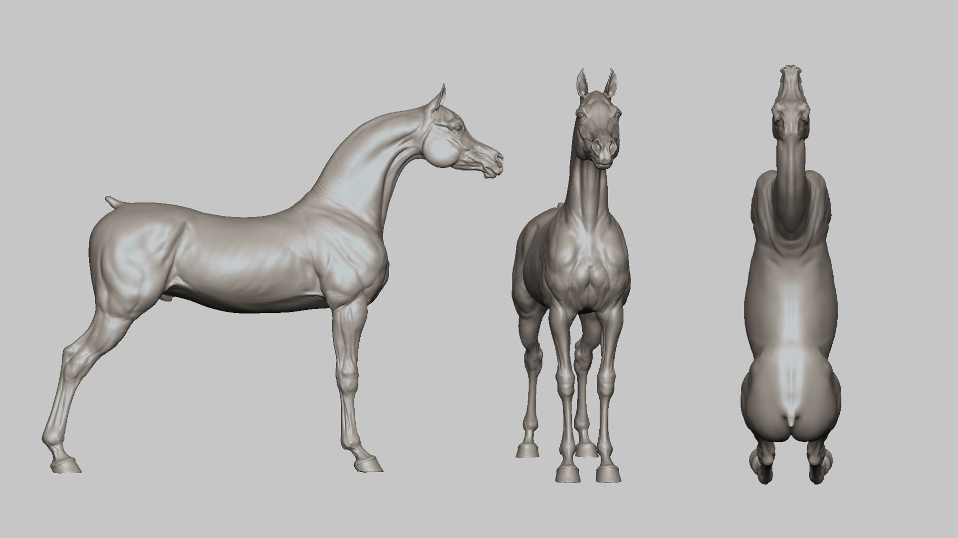 4 Horses   I  TPose 3D Model Collection_7