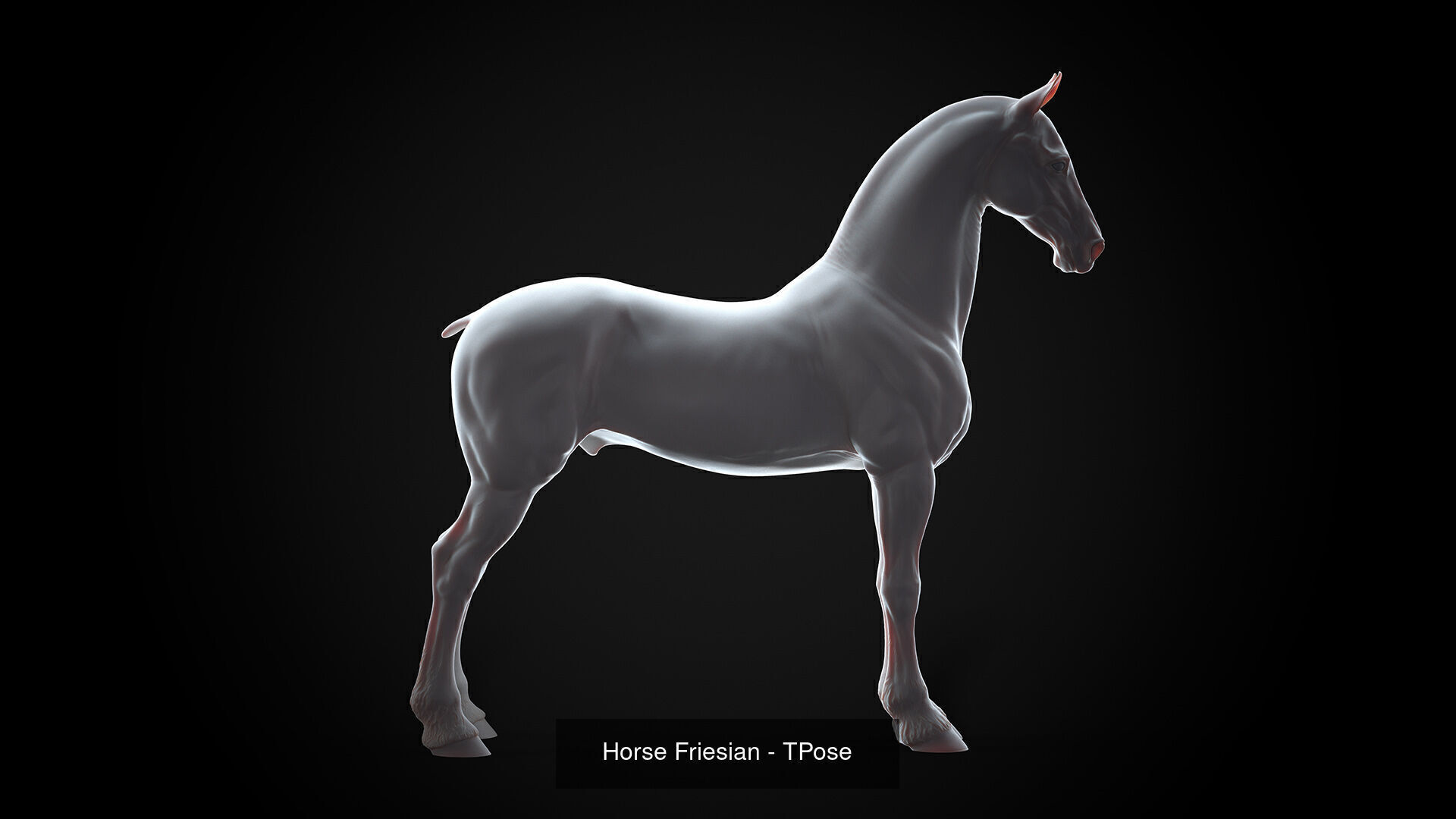 4 Horses   I  TPose 3D Model Collection_3