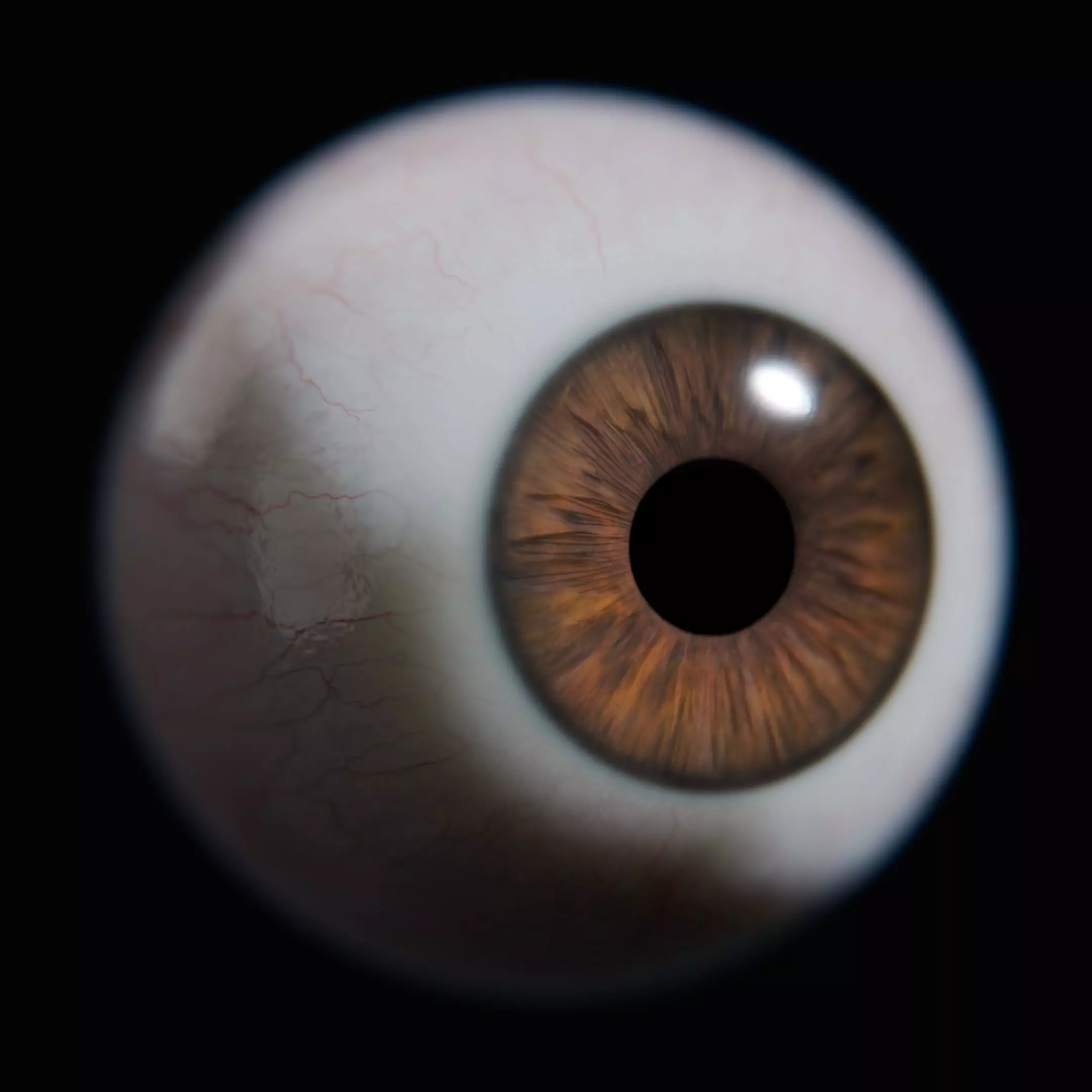 Human Eye 3D Model Low-poly 3D model