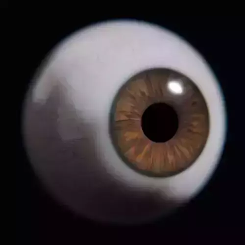 Human Eye 3D Model