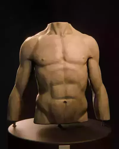 Male Torso Sculpt