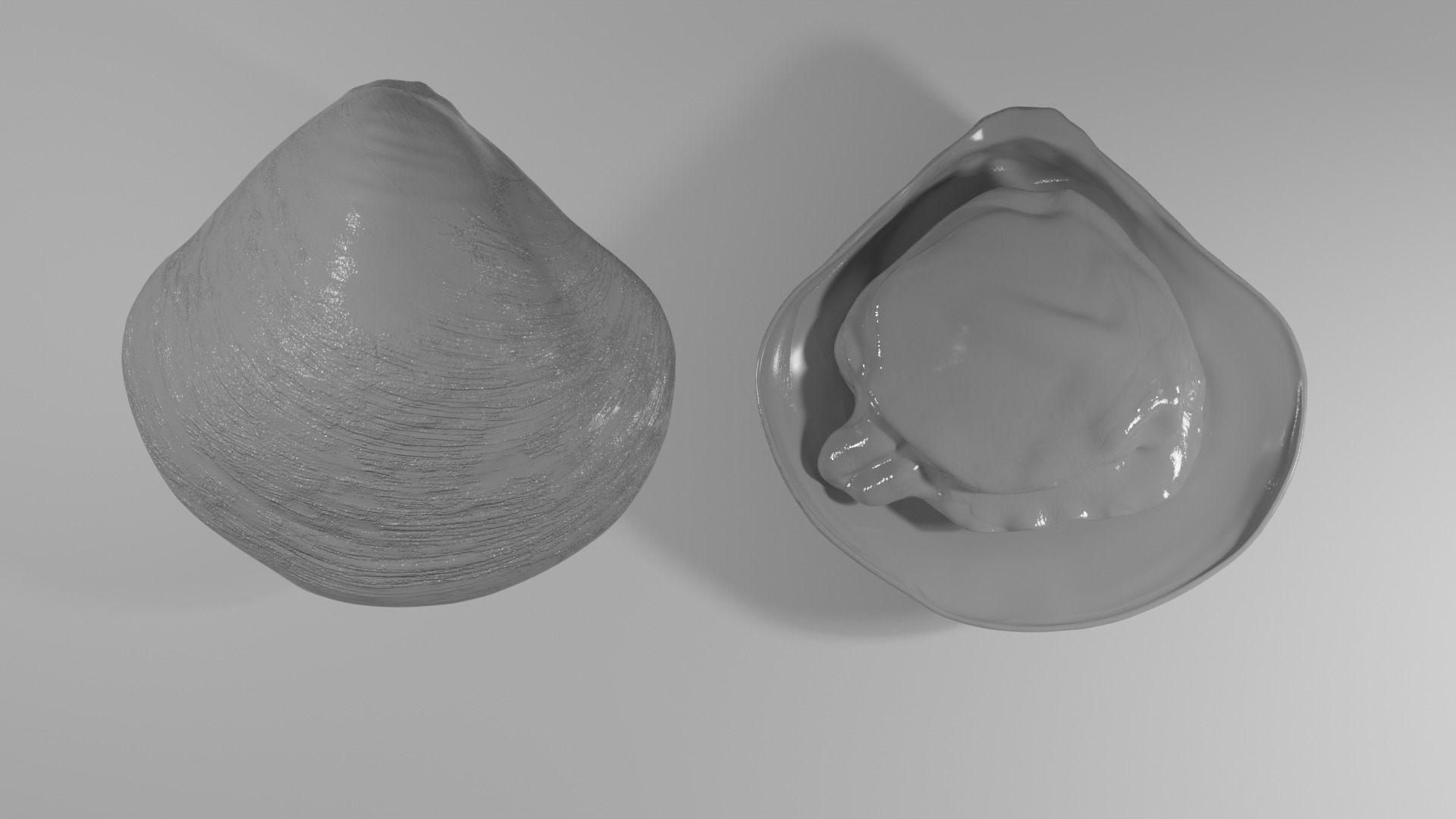 Clam Model 3D model_6