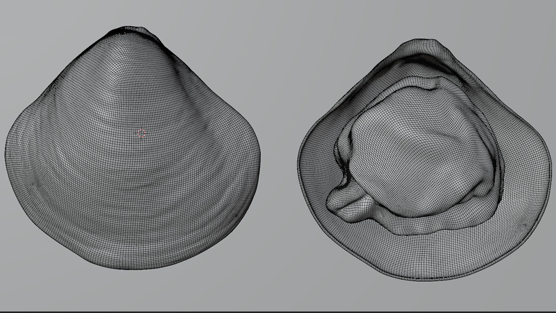 Clam Model 3D model_5