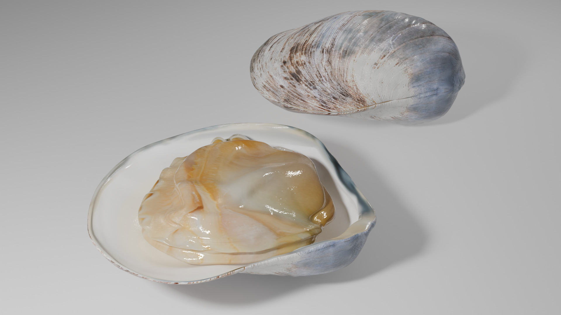 Clam Model 3D model_4