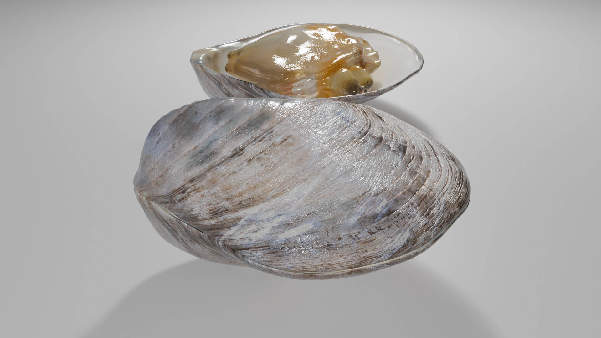 Clam Model 3D model_2