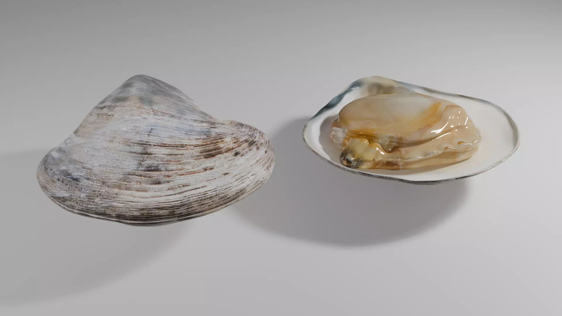 Clam Model 3D model_0