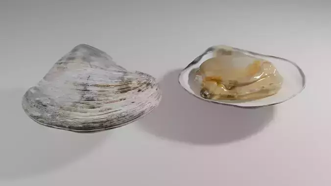 Clam Model