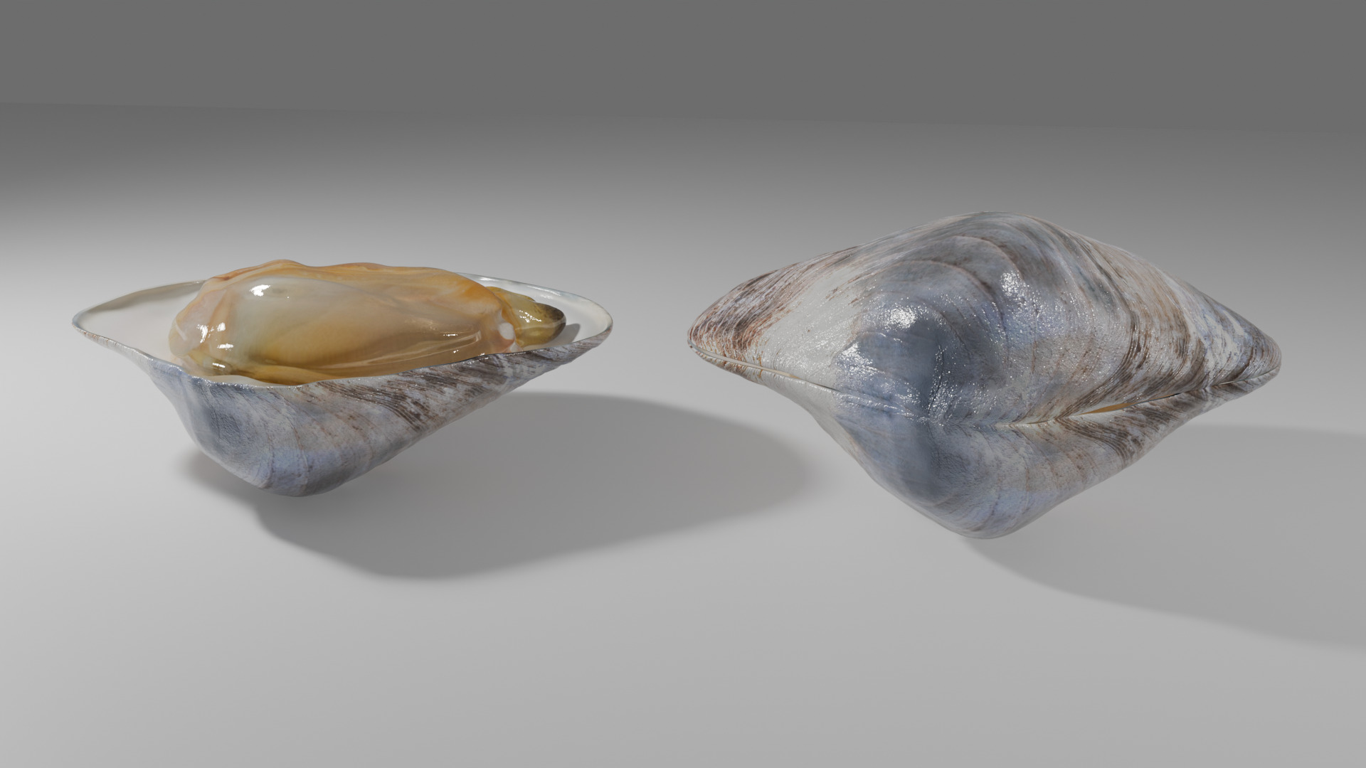 Clam Model 3D model_3
