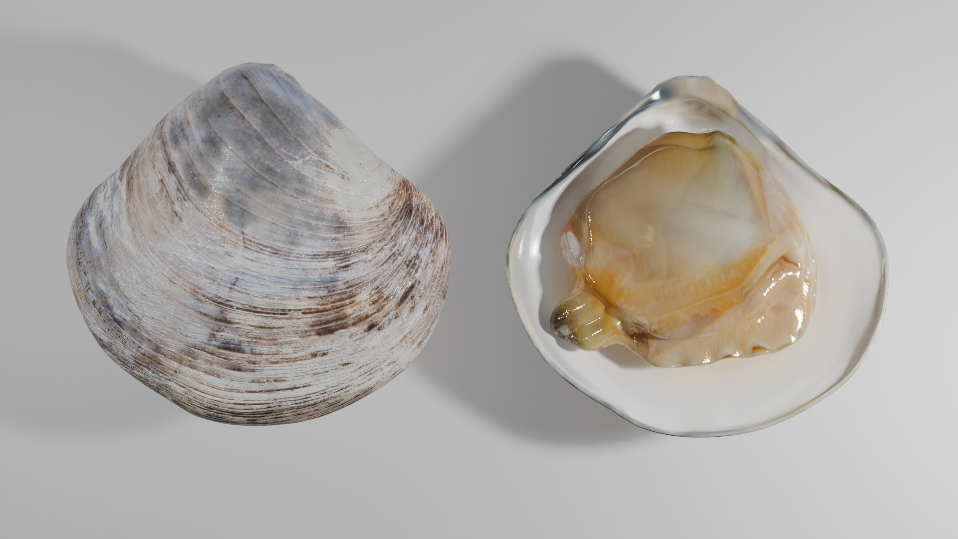Clam Model 3D model_1