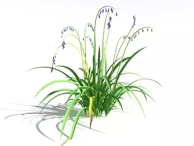 EVERYPlant English Bluebell -18 Models- 3D model