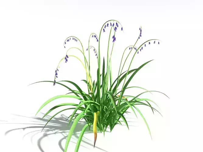 EVERYPlant English Bluebell LowPoly -18 Models- Low-poly 3D model