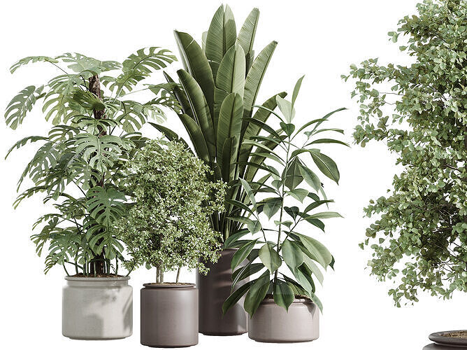 AV Indoor Plants Set 243 Swiss Cheese Olive Ficus 3D model