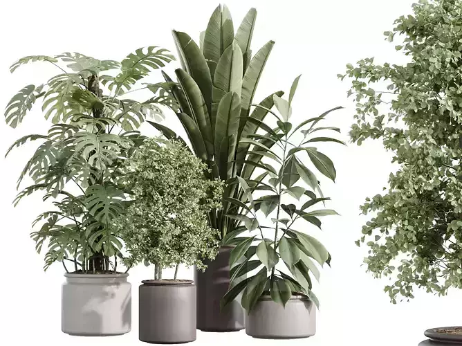 AV Indoor Plants Set 243 Swiss Cheese Olive Ficus