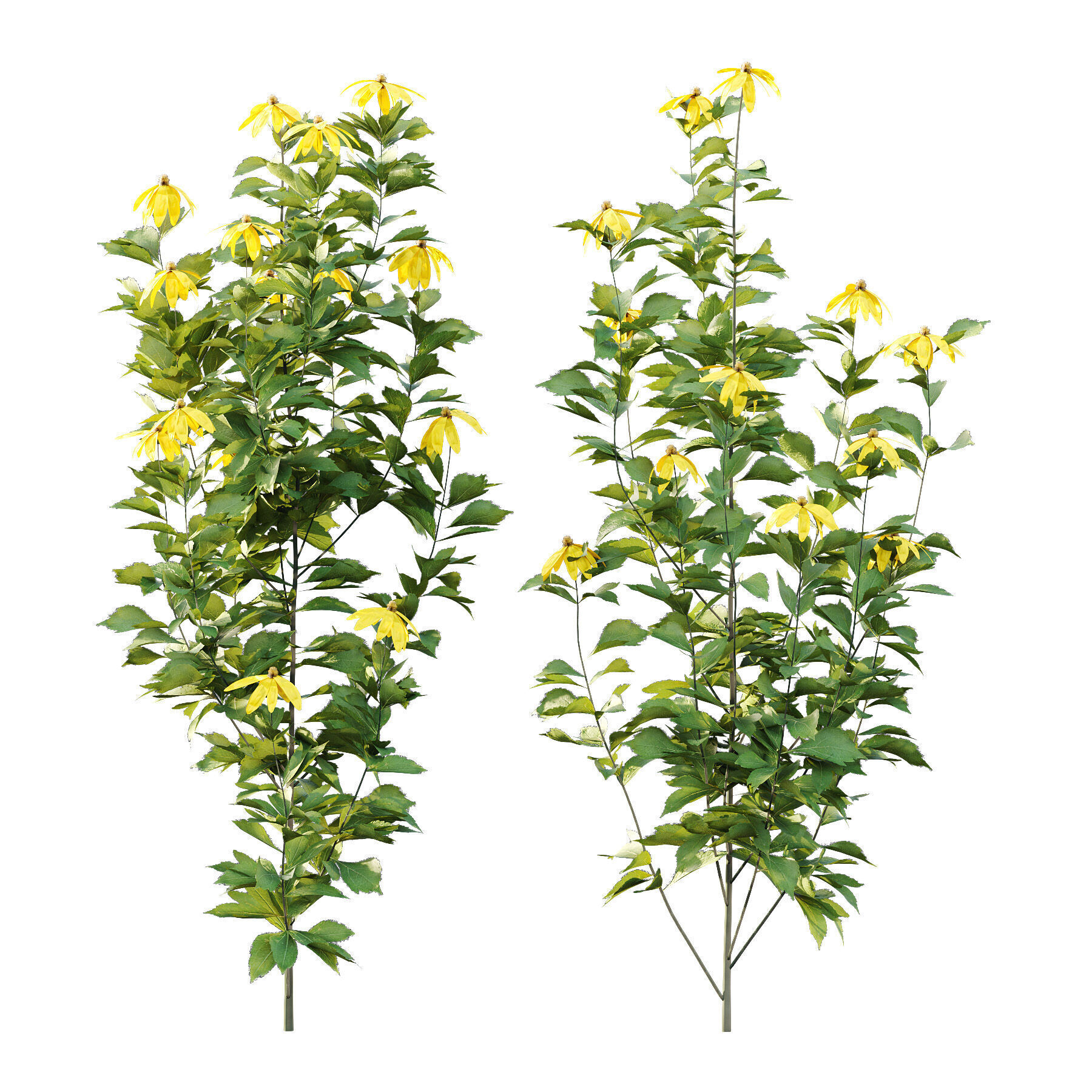 Different Grass 04 3D model_3