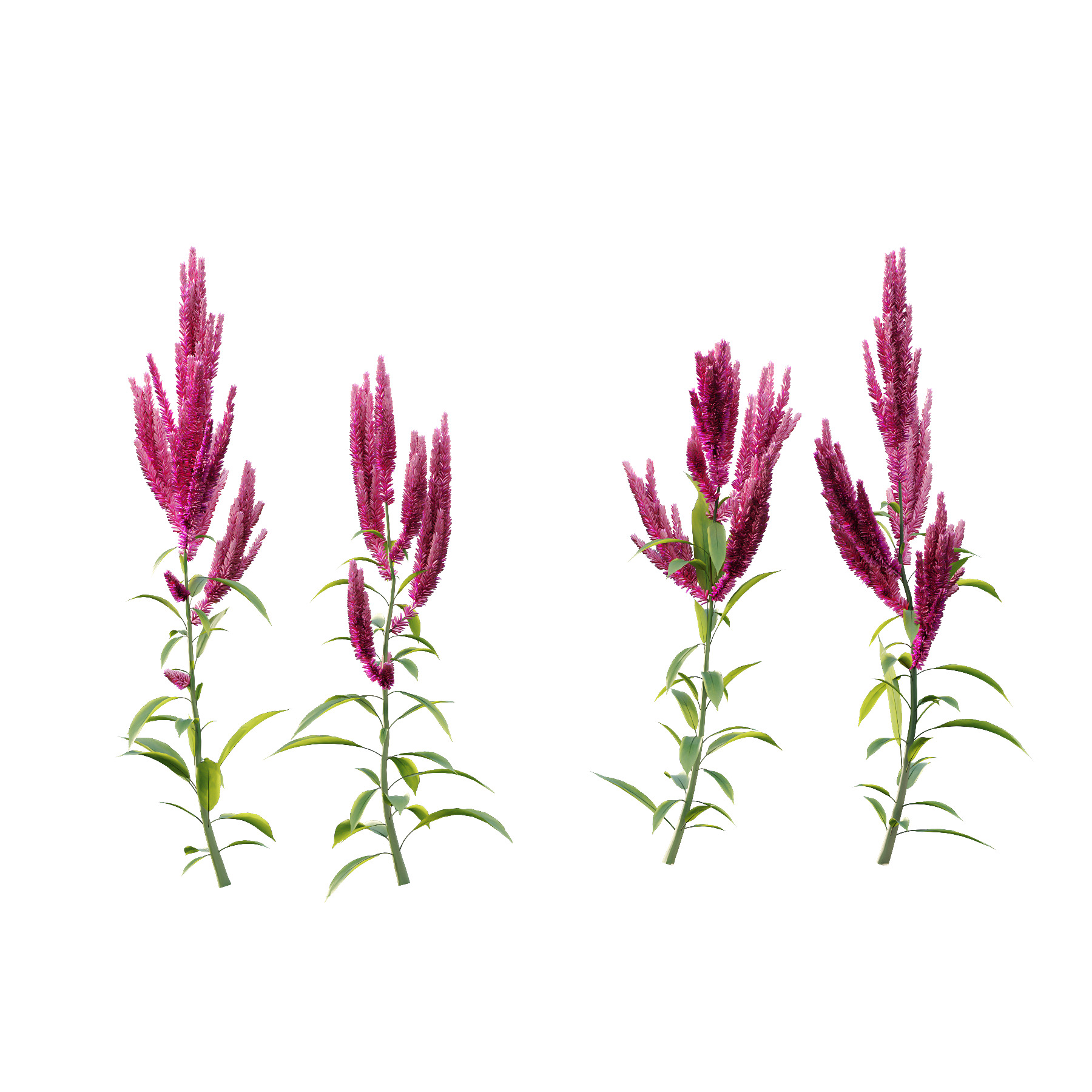 Different Grass 04 3D model_2