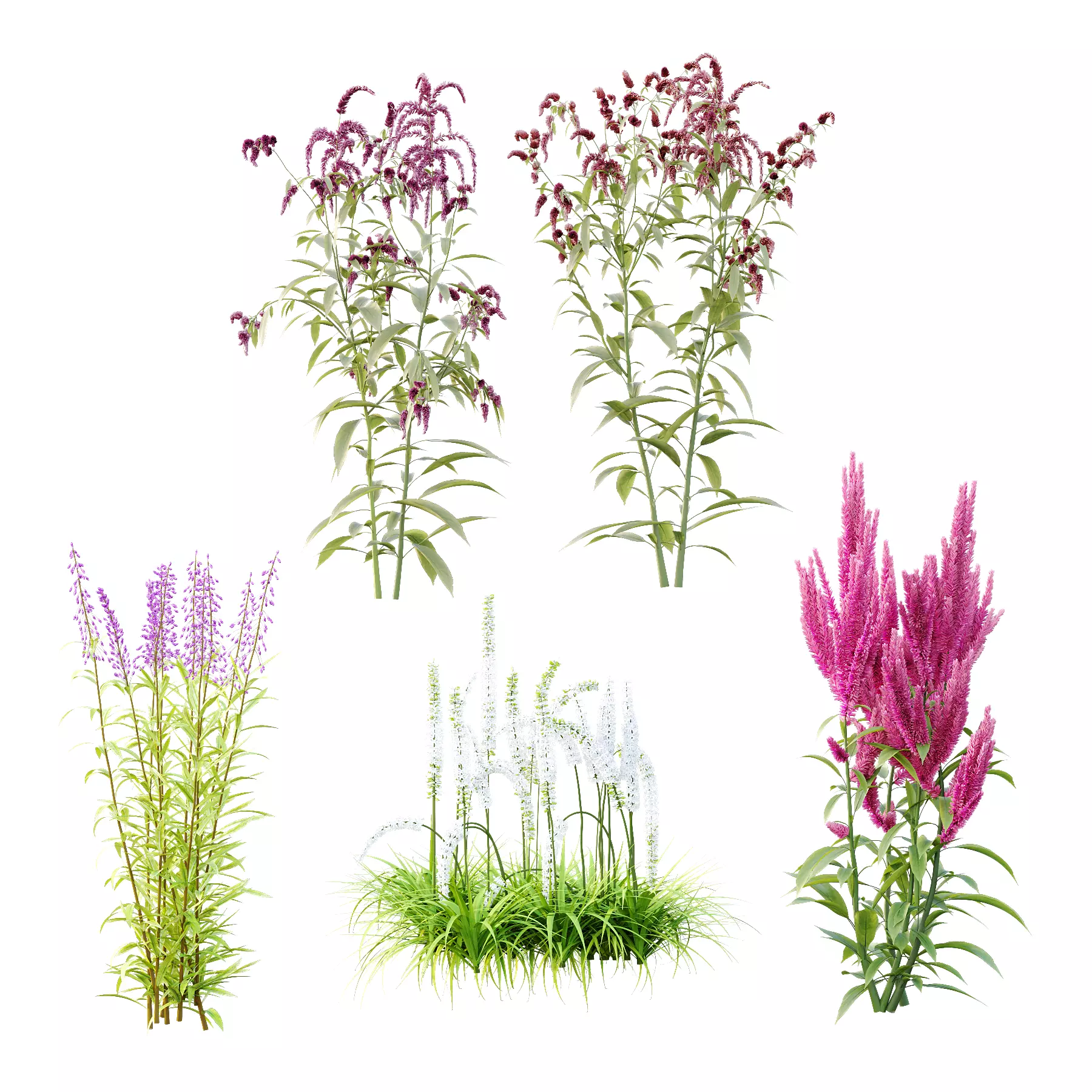 Different Grass 05 3D model