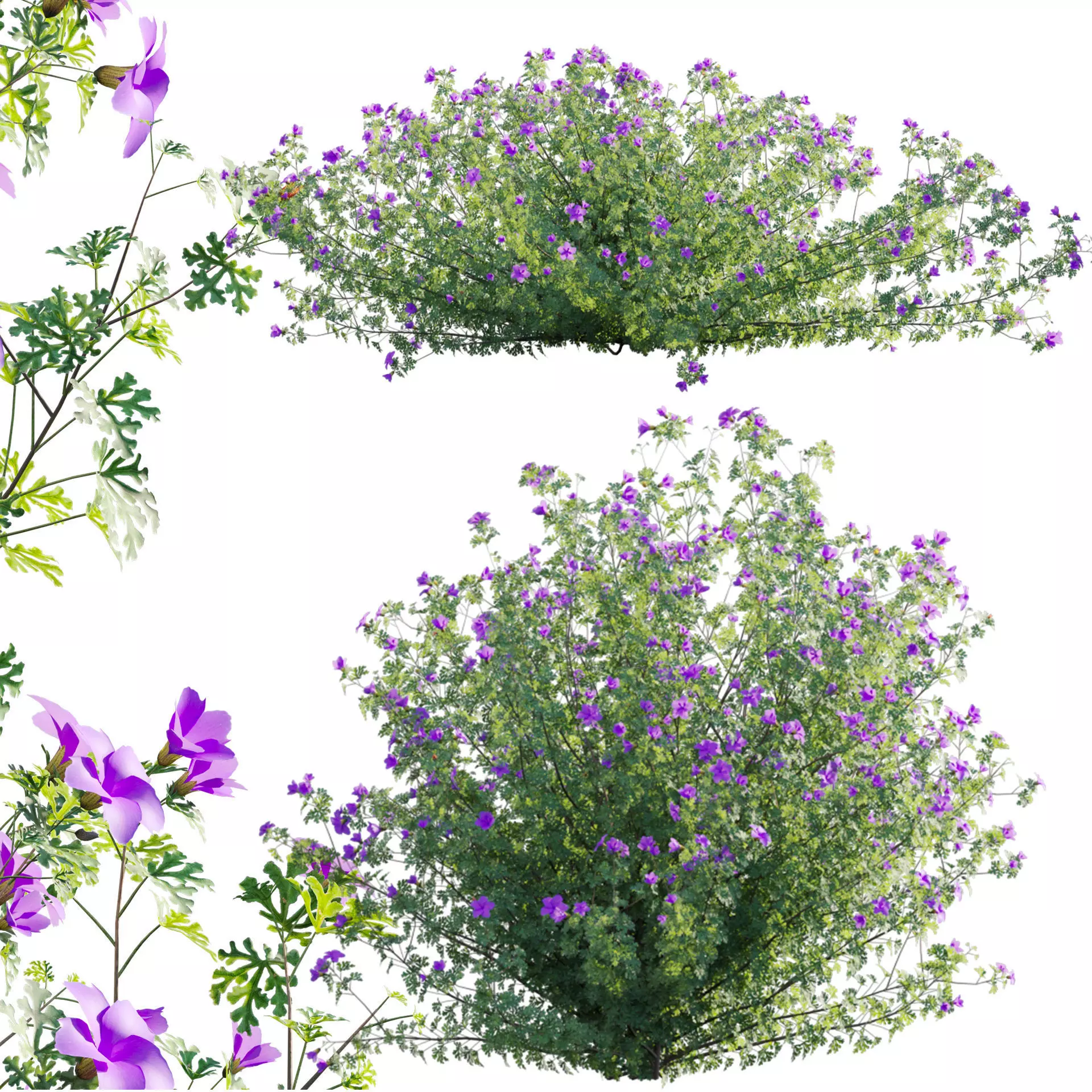 Alyogyne huegelii - Blue Hibiscus 01 - GrowFX 3D model