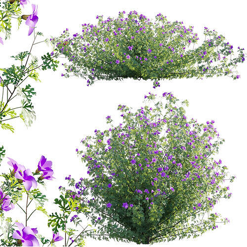 Alyogyne huegelii - Blue Hibiscus 01 - GrowFX 3D model