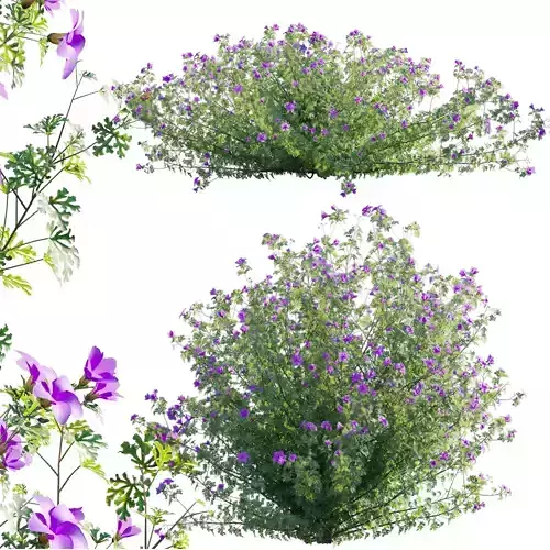 Alyogyne huegelii - Blue Hibiscus 01 - GrowFX 3D model