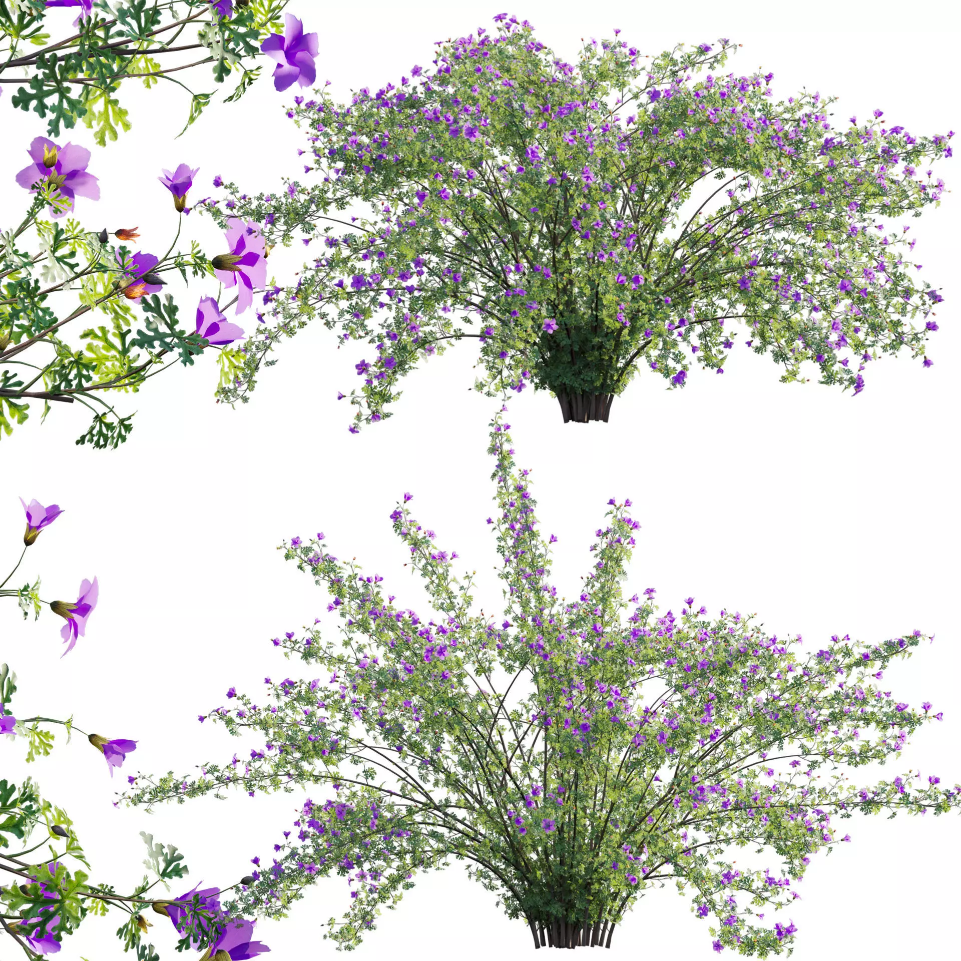 Alyogyne huegelii - Blue Hibiscus 02 - GrowFX 3D model