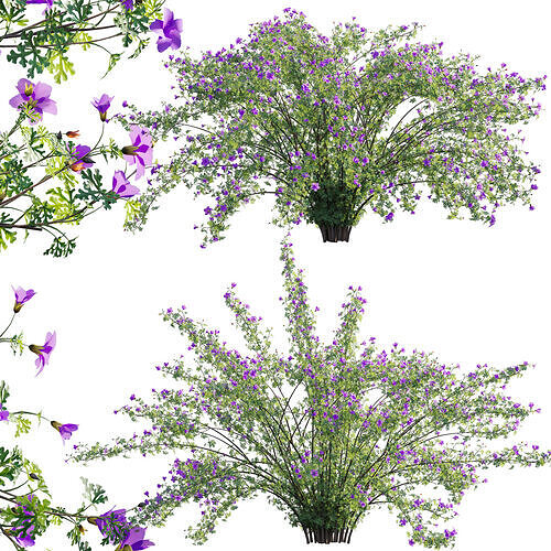 Alyogyne huegelii - Blue Hibiscus 02 - GrowFX 3D model