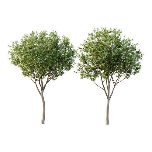 Water Gum Tree 04 3D model