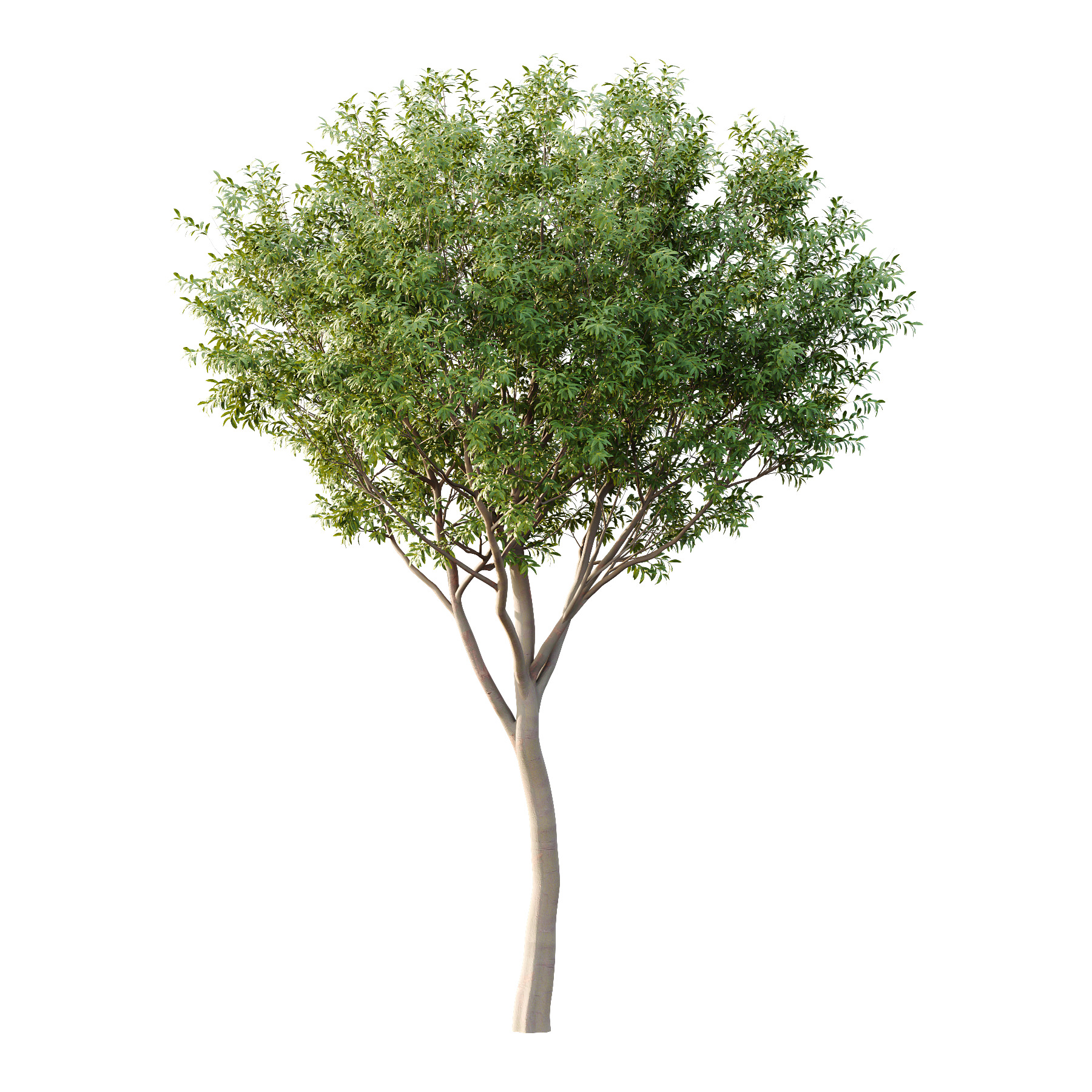 Water Gum Tree 04 3D model_1