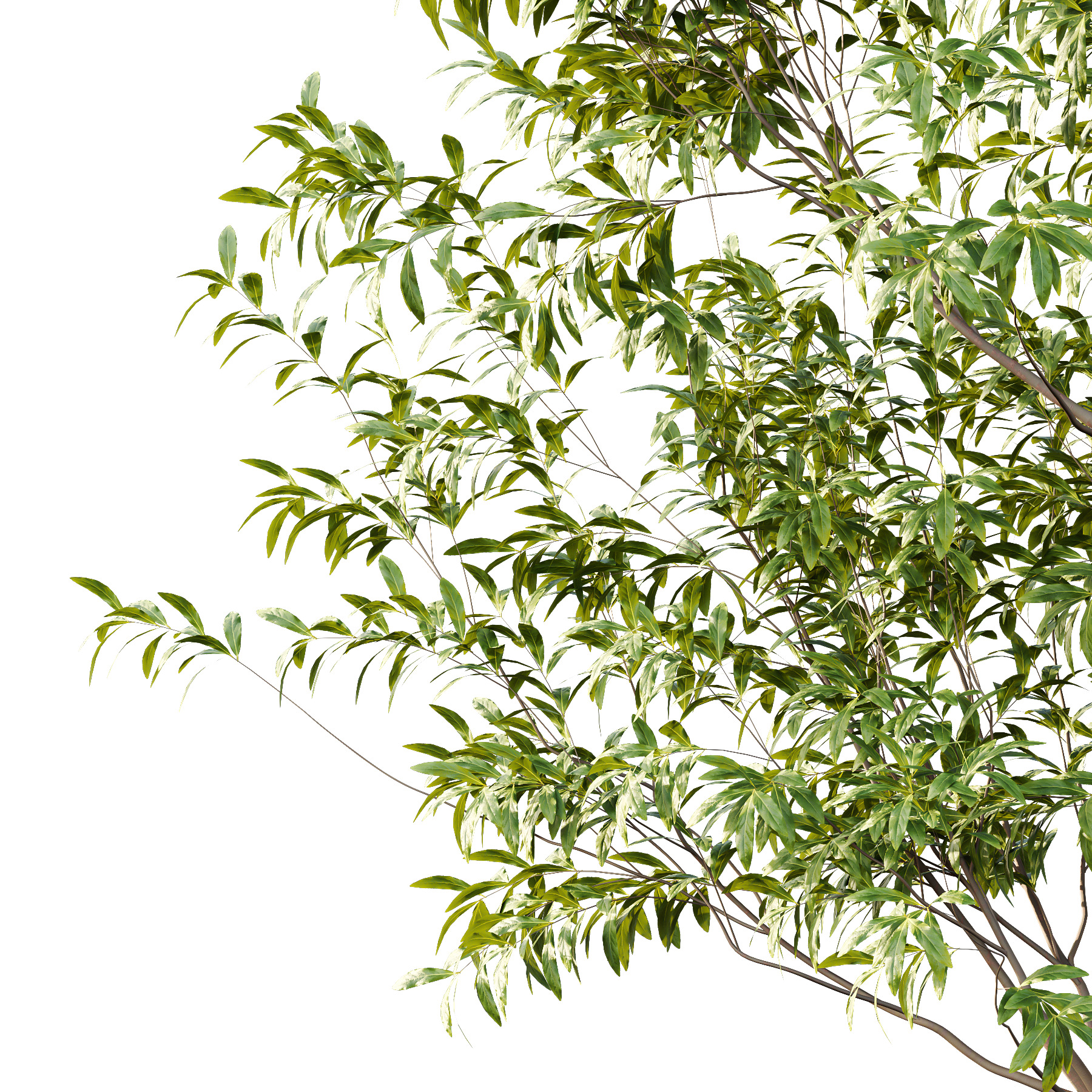 Water Gum Tree 04 3D model_2