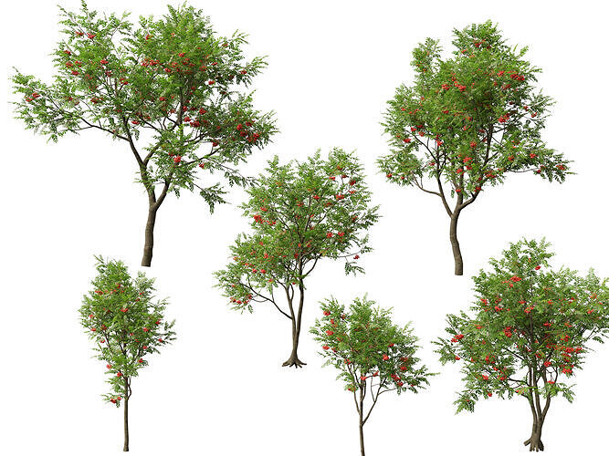 Highpoly Low poly - Sorbus aucuparia - Mountain Ash Low-poly 3D model