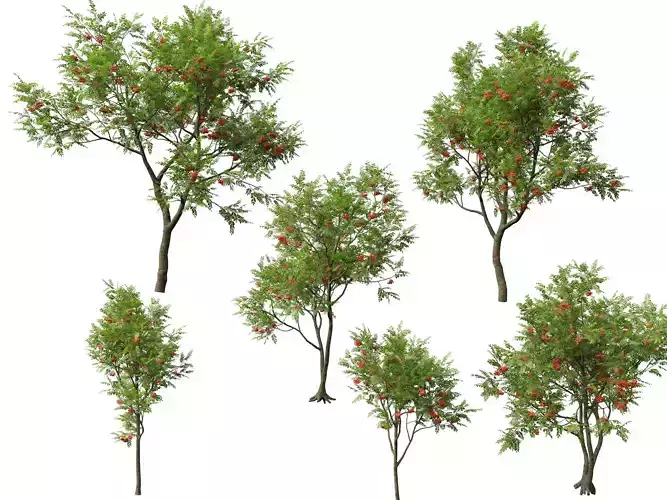 Highpoly Low poly - Sorbus aucuparia - Mountain Ash Low-poly 3D model