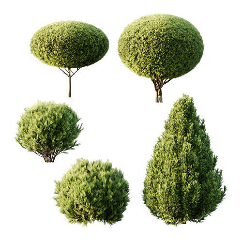 Pinus Mugo Bush0022 3D model