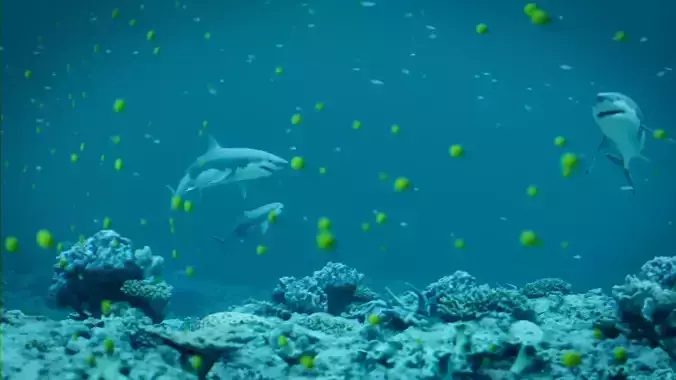 Sharks Animated Scene 