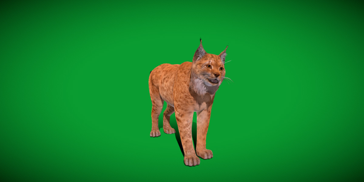 Carpathian Lynx Low-poly 3D model_7