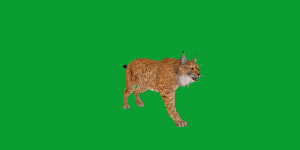 Carpathian Lynx Low-poly 3D model_17