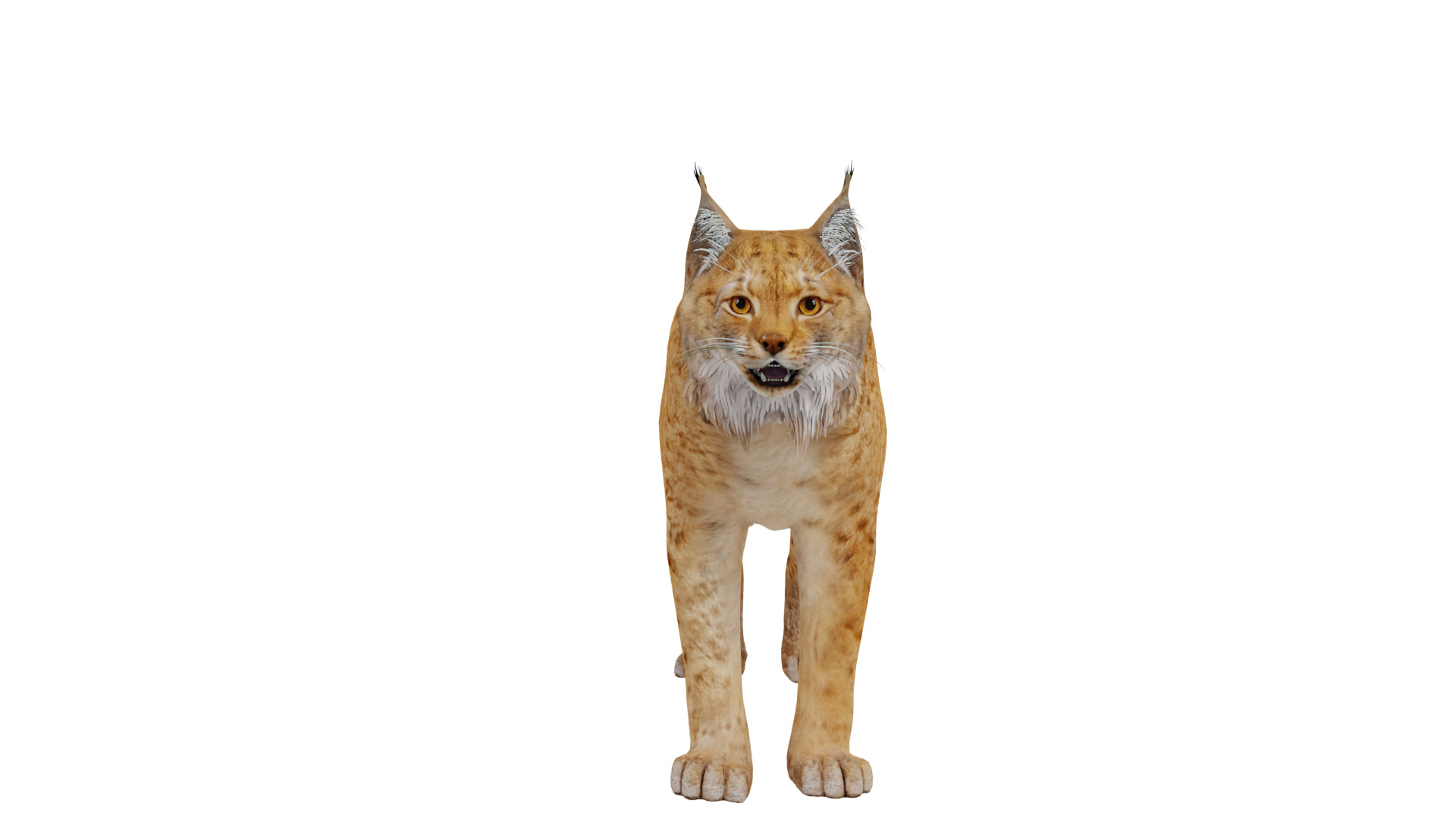 Carpathian Lynx Low-poly 3D model_46