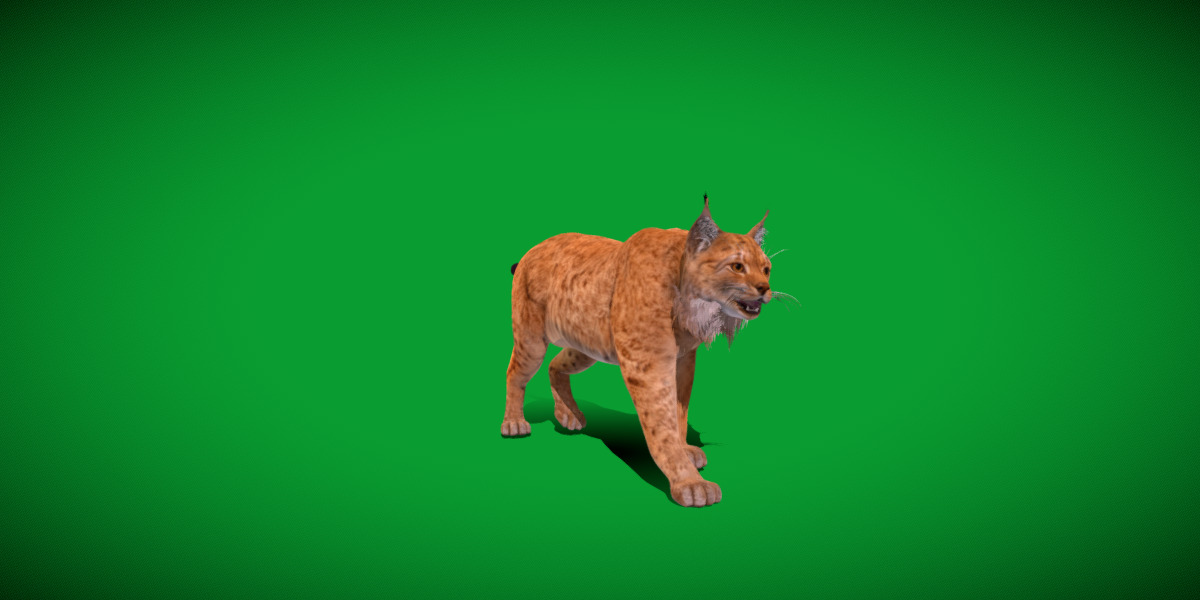 Carpathian Lynx Low-poly 3D model_23