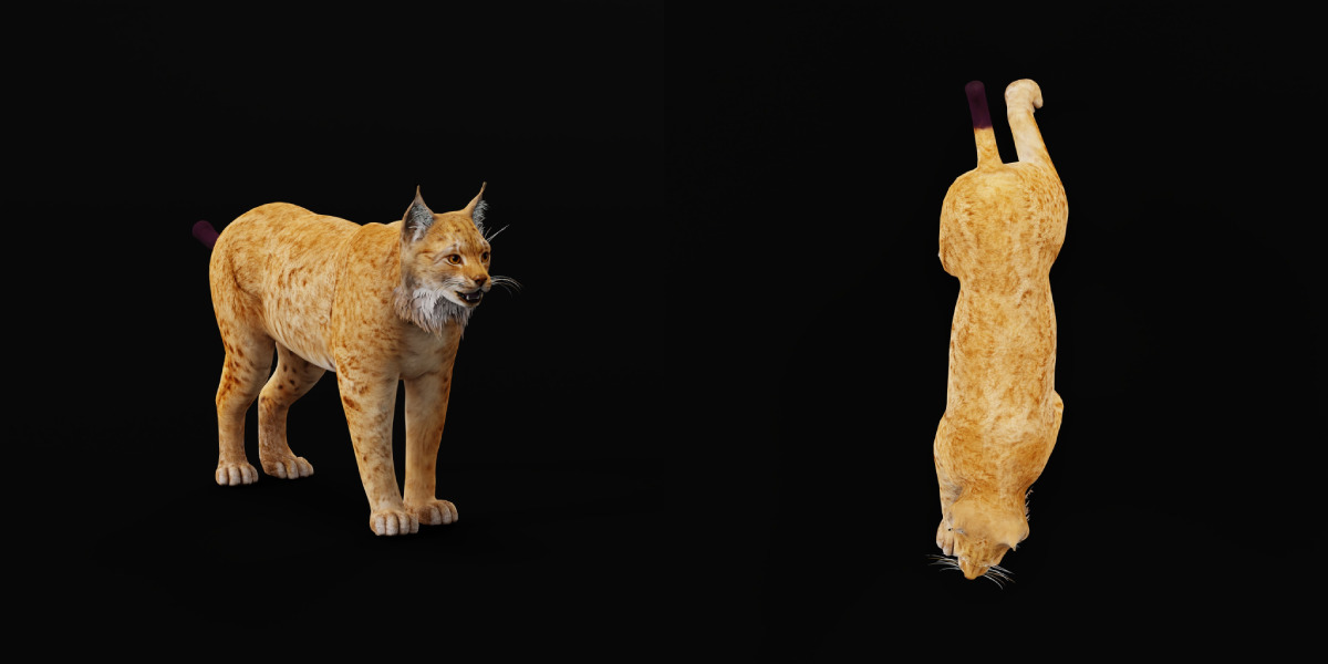 Carpathian Lynx Low-poly 3D model_37