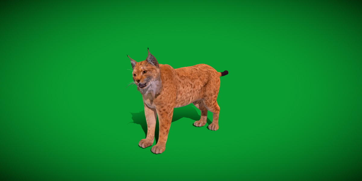 Carpathian Lynx Low-poly 3D model_13