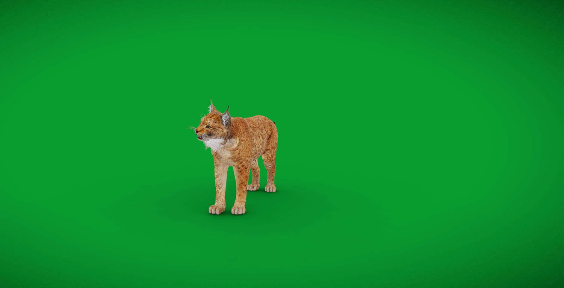 Carpathian Lynx Low-poly 3D model_64