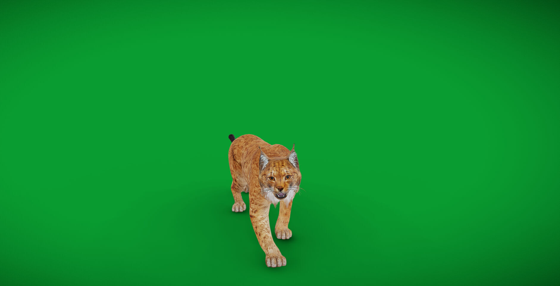 Carpathian Lynx Low-poly 3D model_61