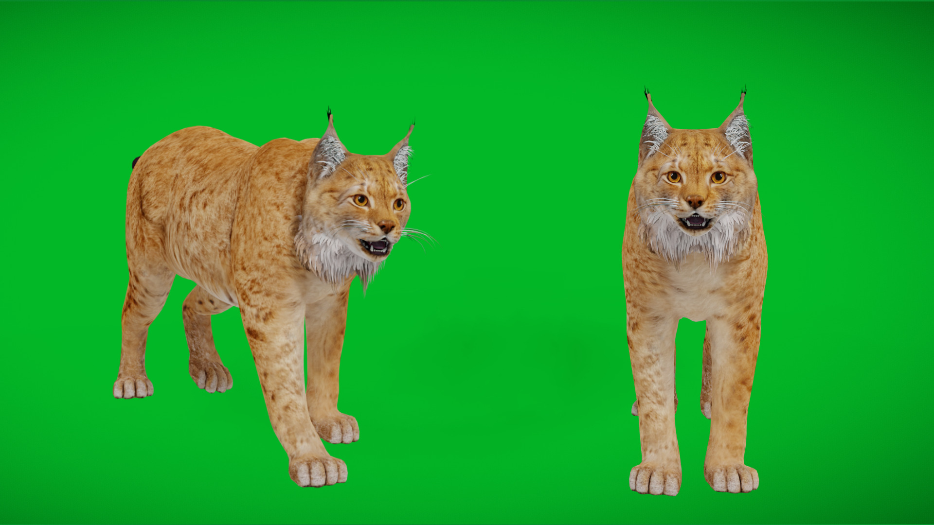 Carpathian Lynx Low-poly 3D model_43