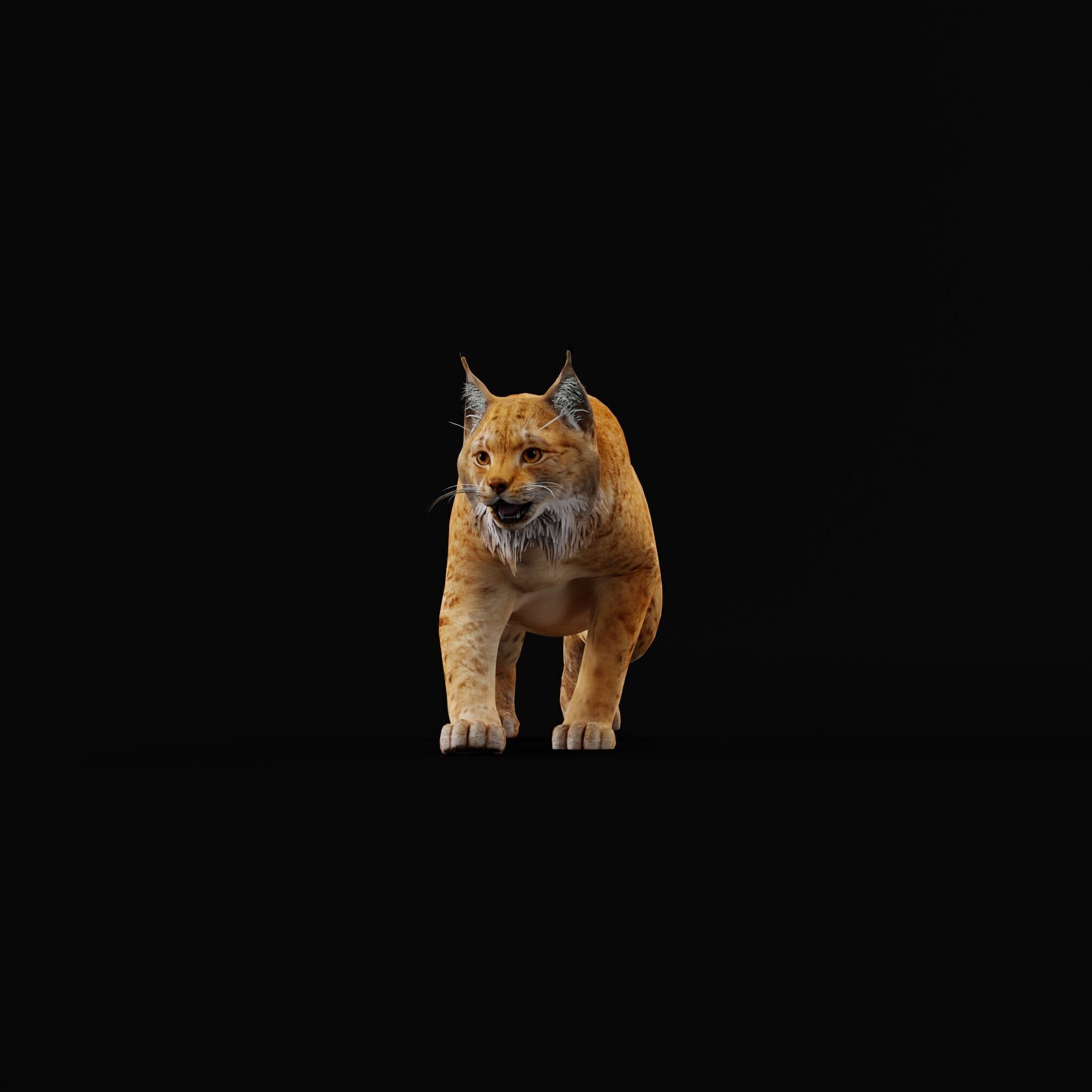 Carpathian Lynx Low-poly 3D model_53