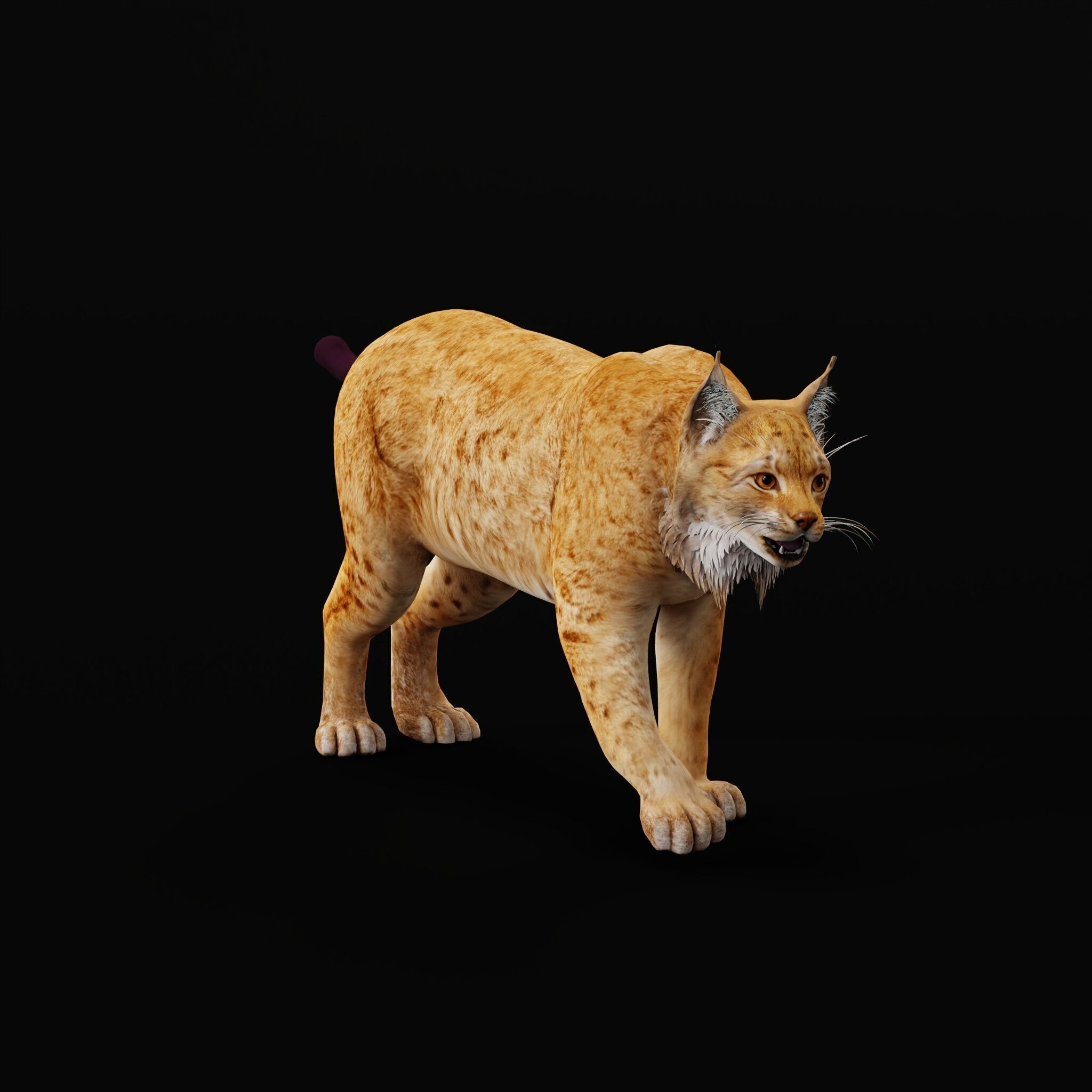 Carpathian Lynx Low-poly 3D model_59